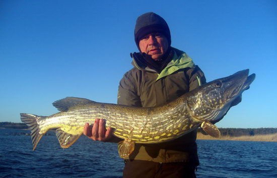 stika 104 cm, kveten v Nordqvist stika 104 cm, kveten v Nordqvist