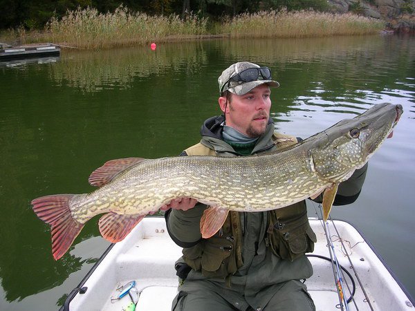 stika 117 cm, Aland - Nordqvist 3.10. stika 117 cm, Aland - Nordqvist 3.10.