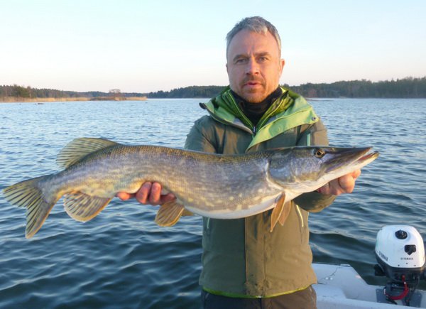 stika 99 cm, revir Nordqvist v kvetnu