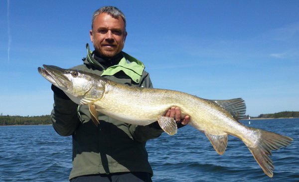 stika 106 cm, revir Nordqvist v kvetnu stika 106 cm, revir Nordqvist v kvetnu