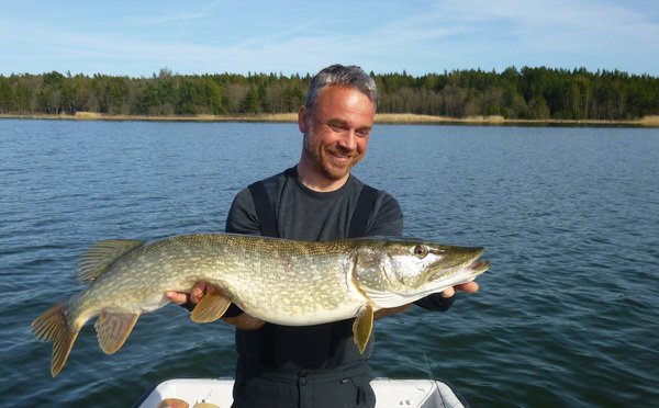 stika 104 cm, revir Nordqvist v kvetnu