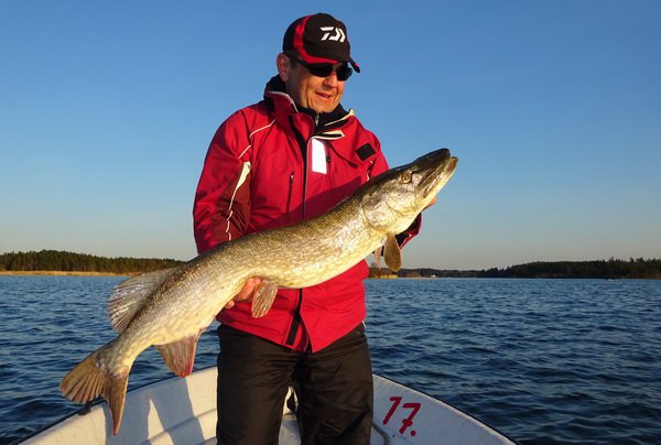 stika 105 cm, revir Nordqvist v kvetnu stika 105 cm, revir Nordqvist v kvetnu