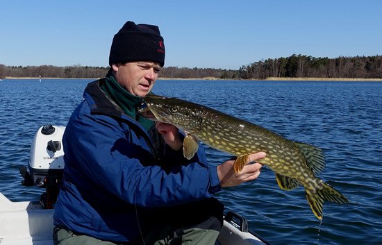 stika 68 cm ulovena na modrobilou gumu stika 68 cm ulovena na modrobilou gumu