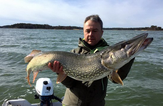 stika 118 cm ulovena 28.dubna na smacka, lovec: Jarda Stejskal