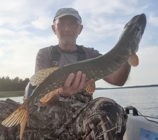Letní štika z Nordqvist, 75 cm Letní štika z Nordqvist, 75 cm