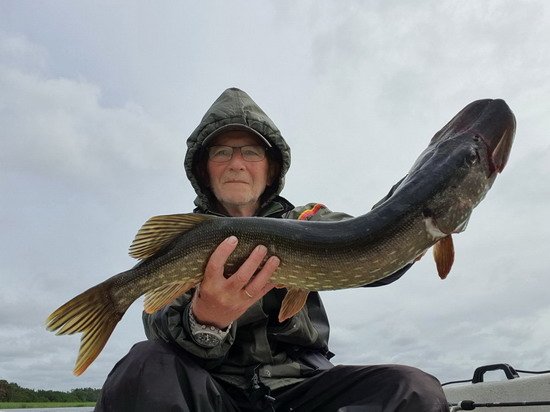 Štika 78 cm Štika 78 cm