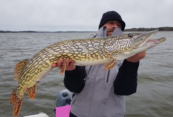 Jardova krásná štika 105 cm Jardova krásná štika 105 cm