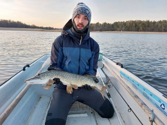 Štika délky 75 cm Štika délky 75 cm