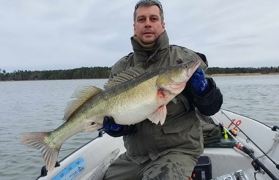 Candát 85 cm podseklý za hřbetní ploutev Candát 85 cm podseklý za hřbetní ploutev