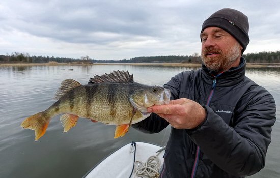 okoun 40 cm uloveny v Krakonosovu okoun 40 cm uloveny v Krakonosovu