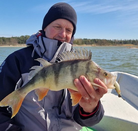 okoun 41 cm z reviru Nordqvist na souostrovi Aland okoun 41 cm z reviru Nordqvist na souostrovi Aland