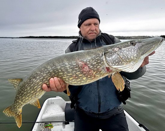 ranni metrovka z reviru Nordqvist na souostrovi Aland ranni metrovka z reviru Nordqvist na souostrovi Aland