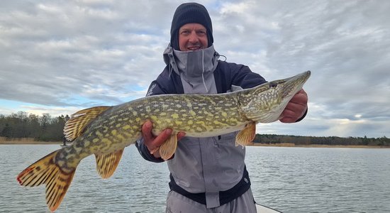 kvetnova stika z Nordqvist kvetnova stika z Nordqvist
