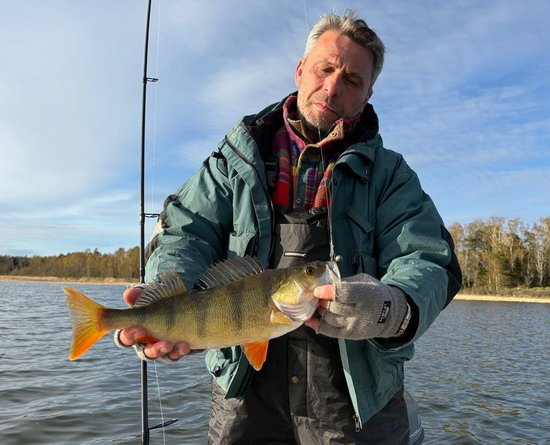 okoun delky 41 cm, zacatek kvetna v Nordqvist okoun delky 41 cm, zacatek kvetna v Nordqvist