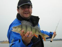 okoun - kveten, foto J. Kral okoun - kveten, foto J. Kral