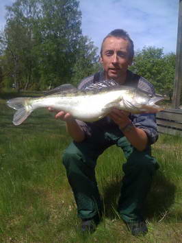 candat 72 cm, Nordqvist, konec kvetna candat 72 cm, Nordqvist, konec kvetna