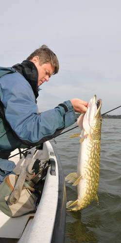 stika 90 cm, kveten stika 90 cm, kveten
