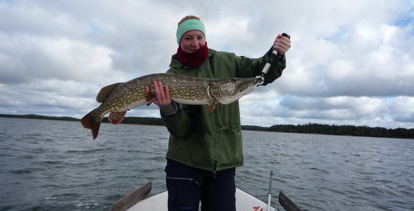 Silviina stika 100 cm na 5 cm gumu Silviina stika 100 cm na 5 cm gumu