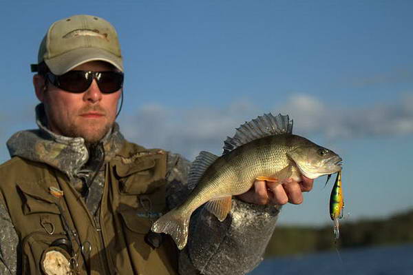 okoun 39 cm, revir Nordqvist