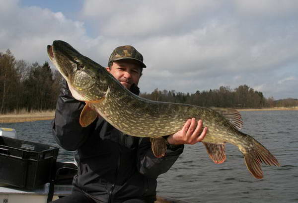 stika 108 cm, ulovena 5. kvetna stika 108 cm, ulovena 5. kvetna