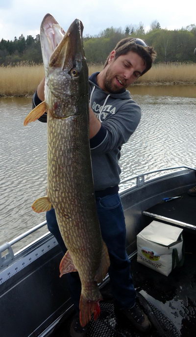 stika 115 cm, 10. kvetna stika 115 cm, 10. kvetna