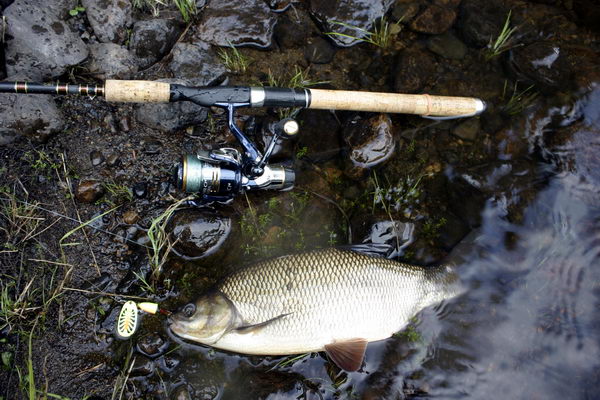 jelec jesen 40 cm uloveny na privlac jelec jesen 40 cm uloveny na privlac