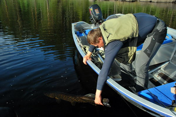 stika 102 cm ulovena na musku-pusteni na svobodu