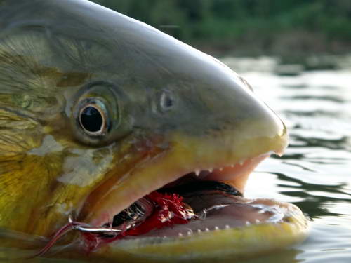 dorado je ozbrojeno velmi ostrymi zuby dorado je ozbrojeno velmi ostrymi zuby