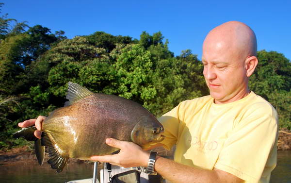 pacu - plodozrava pirana