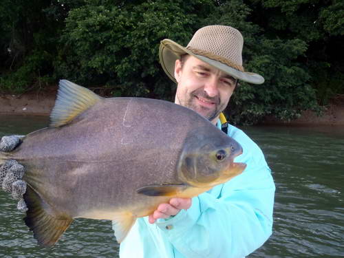 pacu 57 cm ulovene na musku pacu 57 cm ulovene na musku