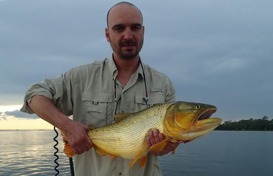 kujaba - dorado 72 cm, uloveno na privlac