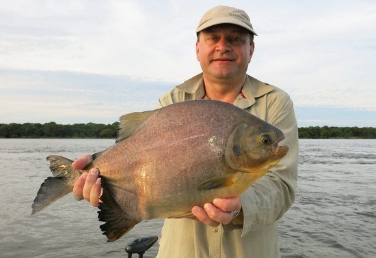 plodozrva pirana . pacu 60 cm