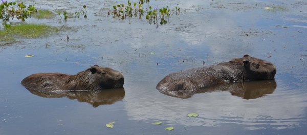 kapybary v ricni lagune