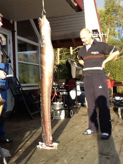 morsky uhor - conger 180 cm, 40 kg morsky uhor - conger 180 cm, 40 kg