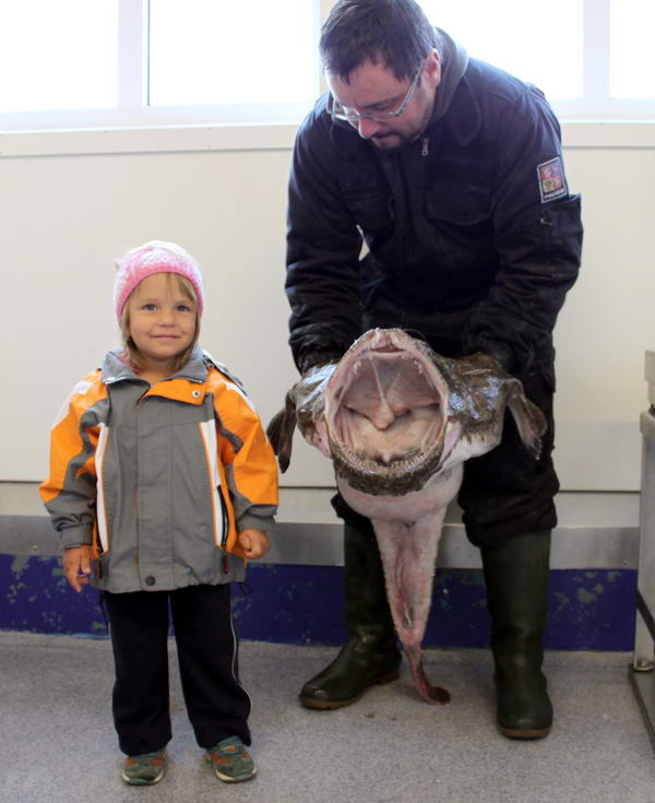 morsky das 110 cm, 15 kg, srpen v Lyngenfjordu