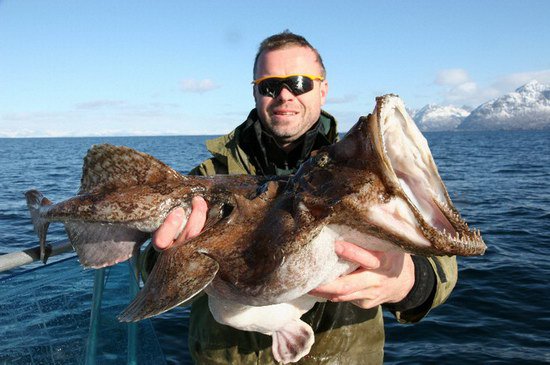 morsky das z kraje Nordland morsky das z kraje Nordland