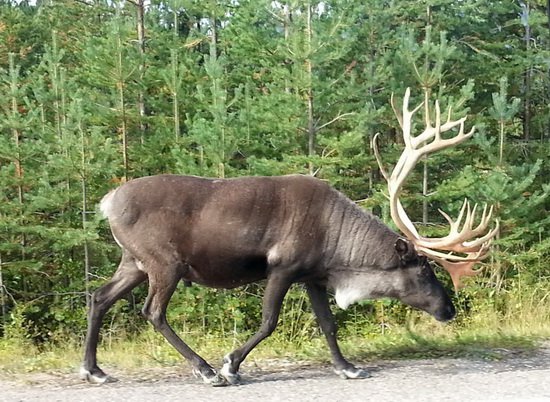 sob polarni - raindeer sob polarni - raindeer