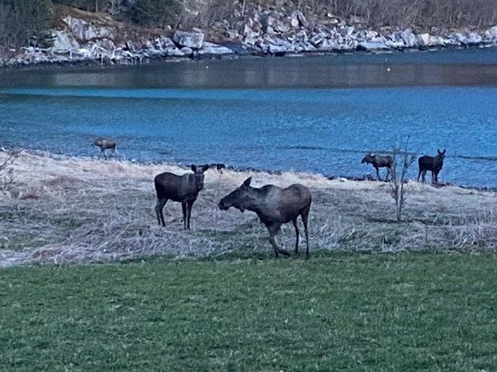 losi na brehu fjordu, kveten losi na brehu fjordu, kveten
