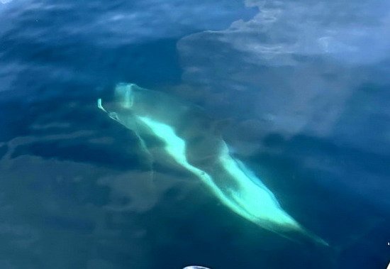 delfin - pliskavice belonosa delfin - pliskavice belonosa