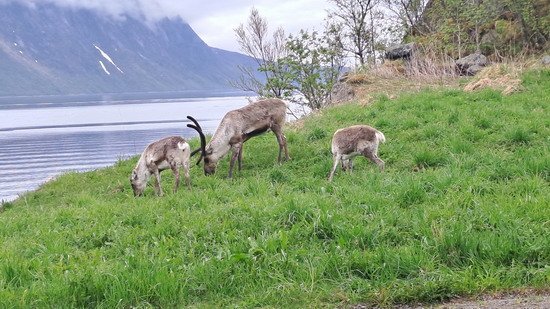 Ranní společnost před domem Elgsnes