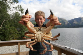 krab krab