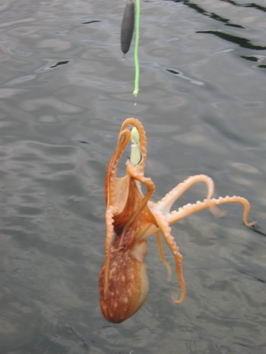 chobotnice - netradicni ulovek