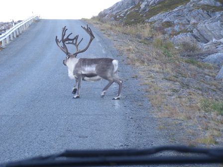 sob na silnici, zari v kraji Finnmark