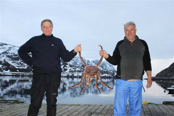 krab (krabovec) kamcatsky - kveten v kraji Finnmark
