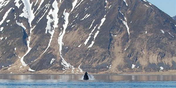 kosatka - Finnmark, kveten kosatka - Finnmark, kveten
