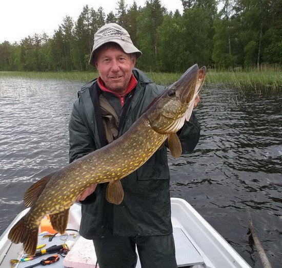 Krásná štika 96 cm Krásná štika 96 cm
