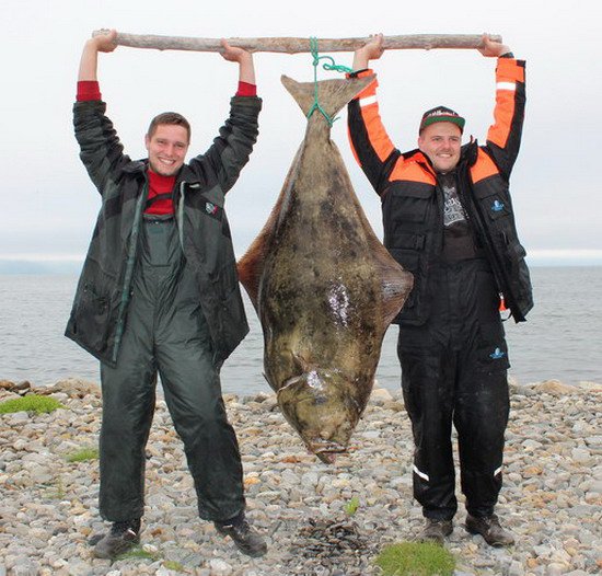 Halibut Halibut