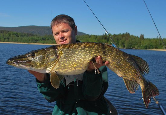 stika 99 cm ulovena na ripper - gumovou rybku stika 99 cm ulovena na ripper - gumovou rybku