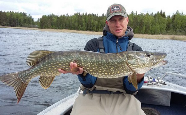 stika 99 cm ulovena na travnatku v jezere Herten stika 99 cm ulovena na travnatku v jezere Herten