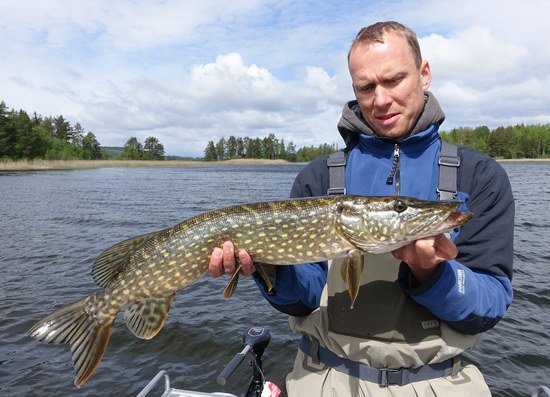 stika 79 cm ulovena na travnatku